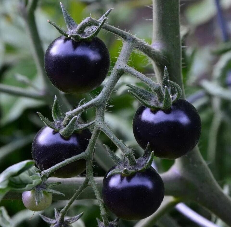 100+ EUROPEAN BLACK CHERRY TOMATO SEEDS – SWEET – HEIRLOOM -NON GMO – RARE