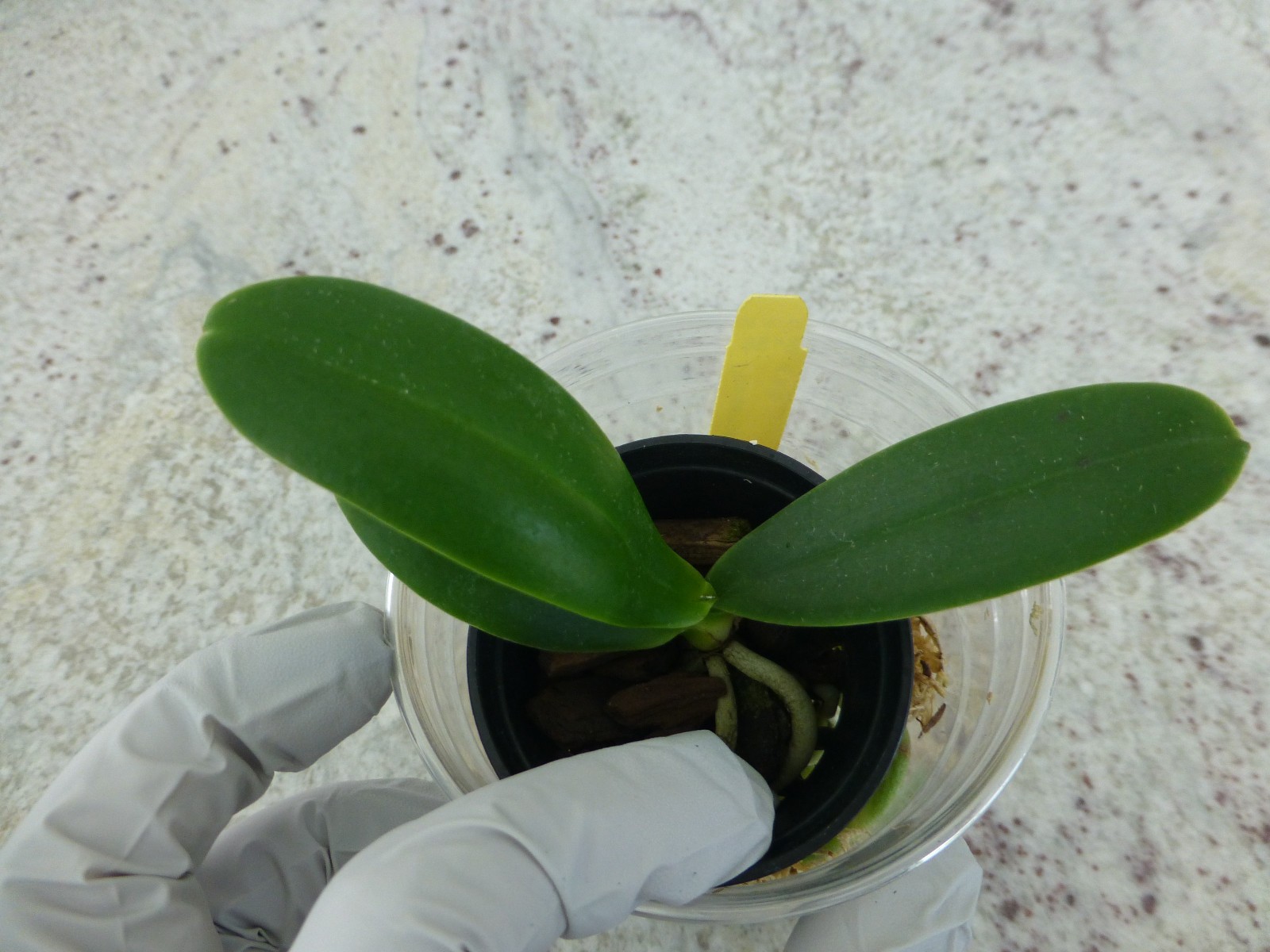 Phalaenopsis Orchid Phalaenopsis (Sedirea) japonica x sib, BS In Pot