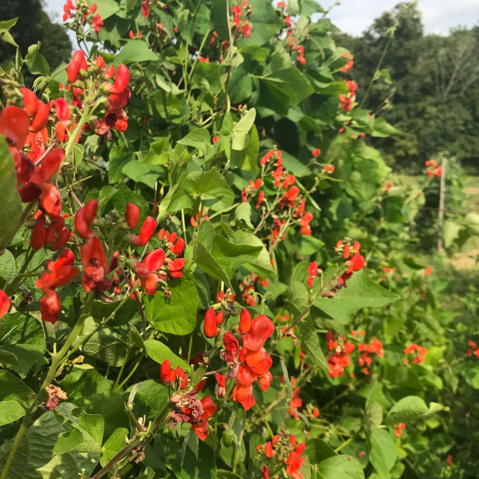 Scarlet Runner Beans, Non GMO – Heirloom, EDIBLE & ORNAMENTAL, AWESOME RED COLOR