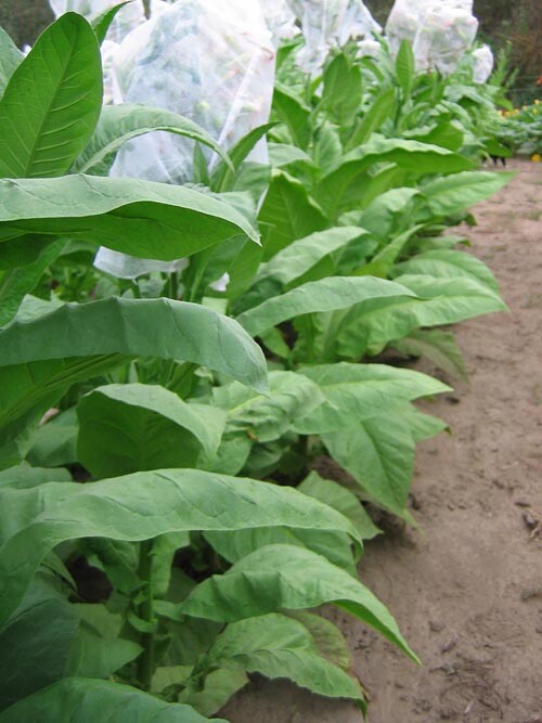 1000 Madole Tobacco Seeds ~ Heirloom ~ Rich Flavor ~ Dark Variety