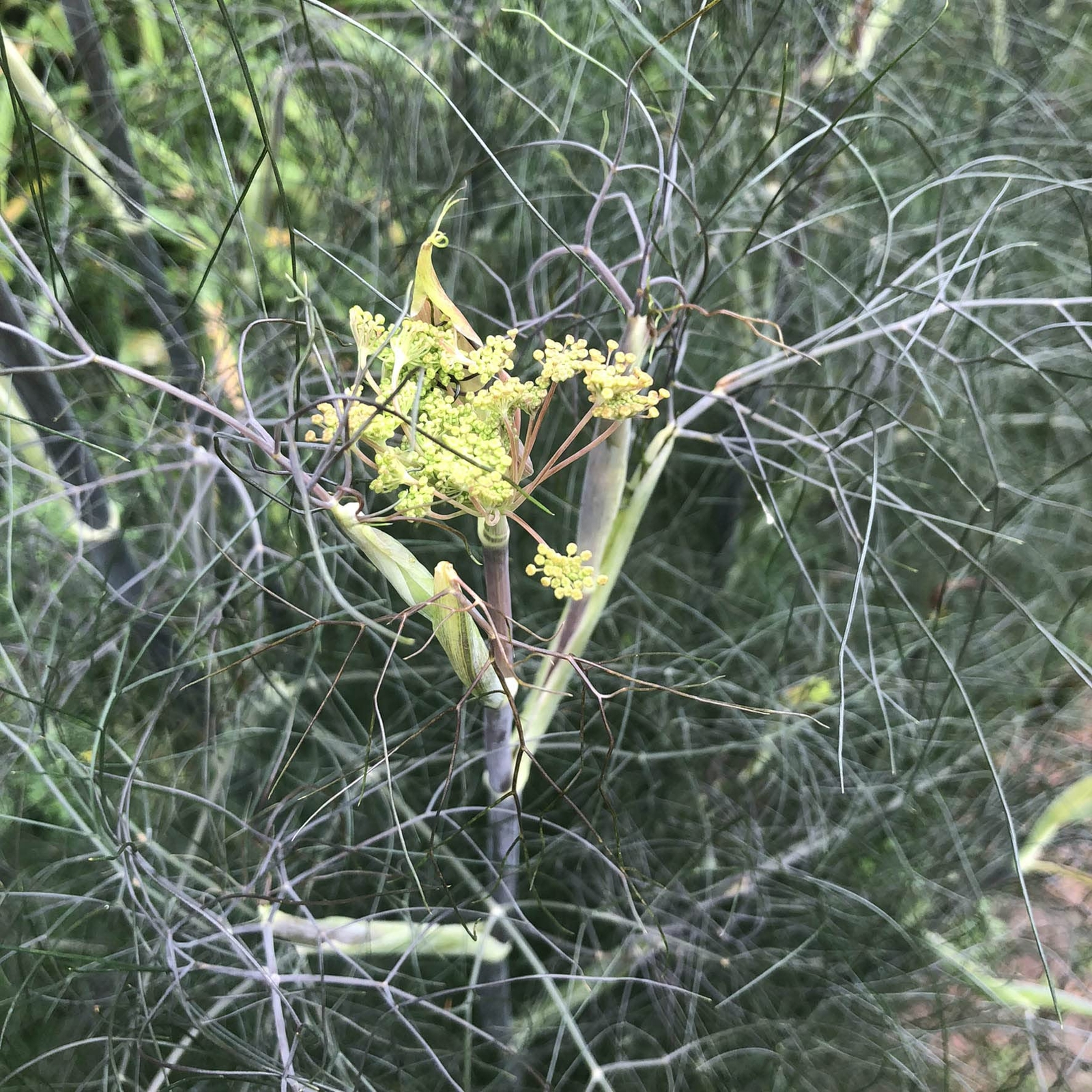 Organic Bronze Fennel Live Plant (Foeniculum vulgare “Purpureum) in 2.5 inch