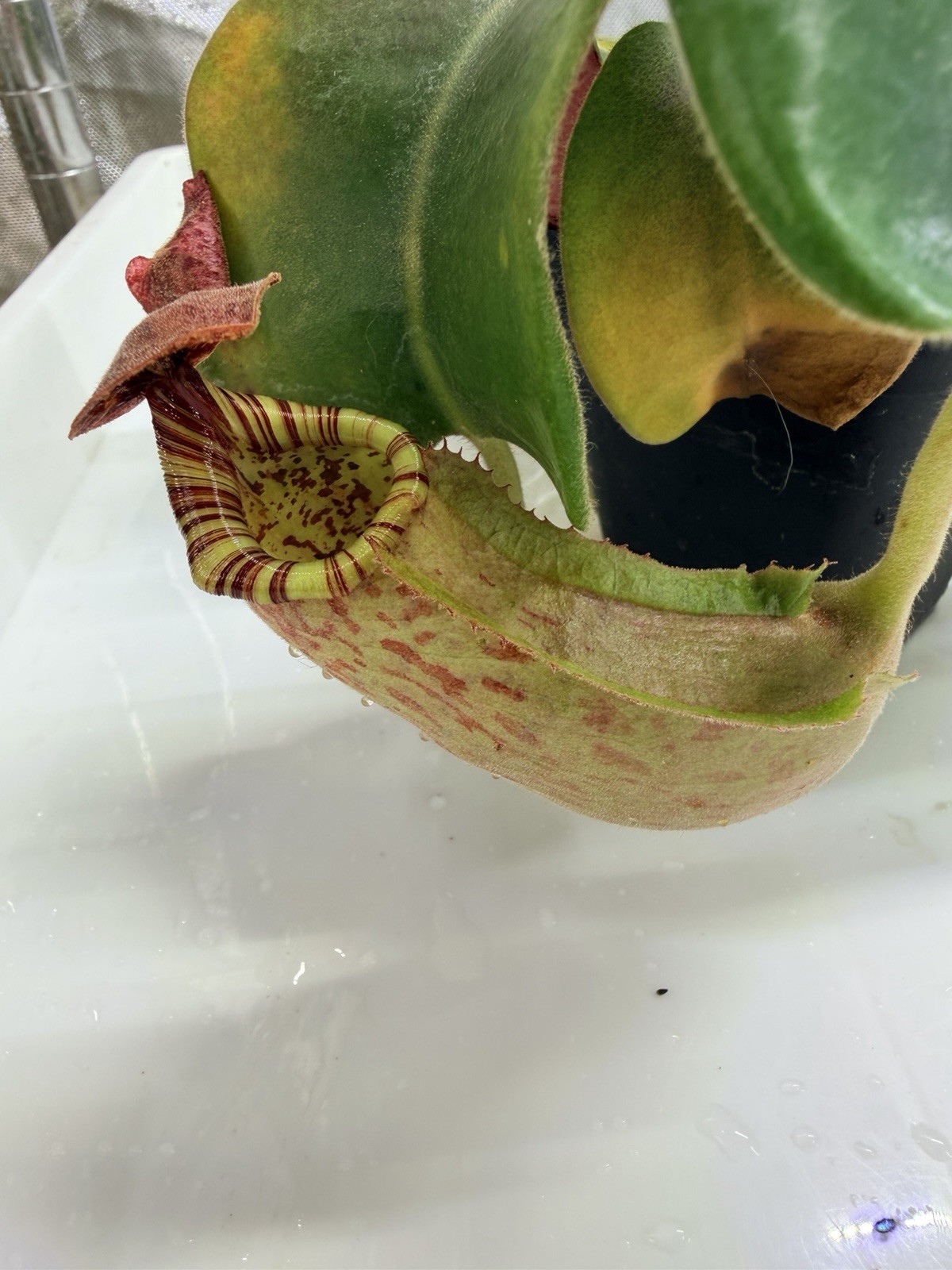 Nepenthes (Marpesa x clipeata) x (maxima x veitchii highland), Seed-grown