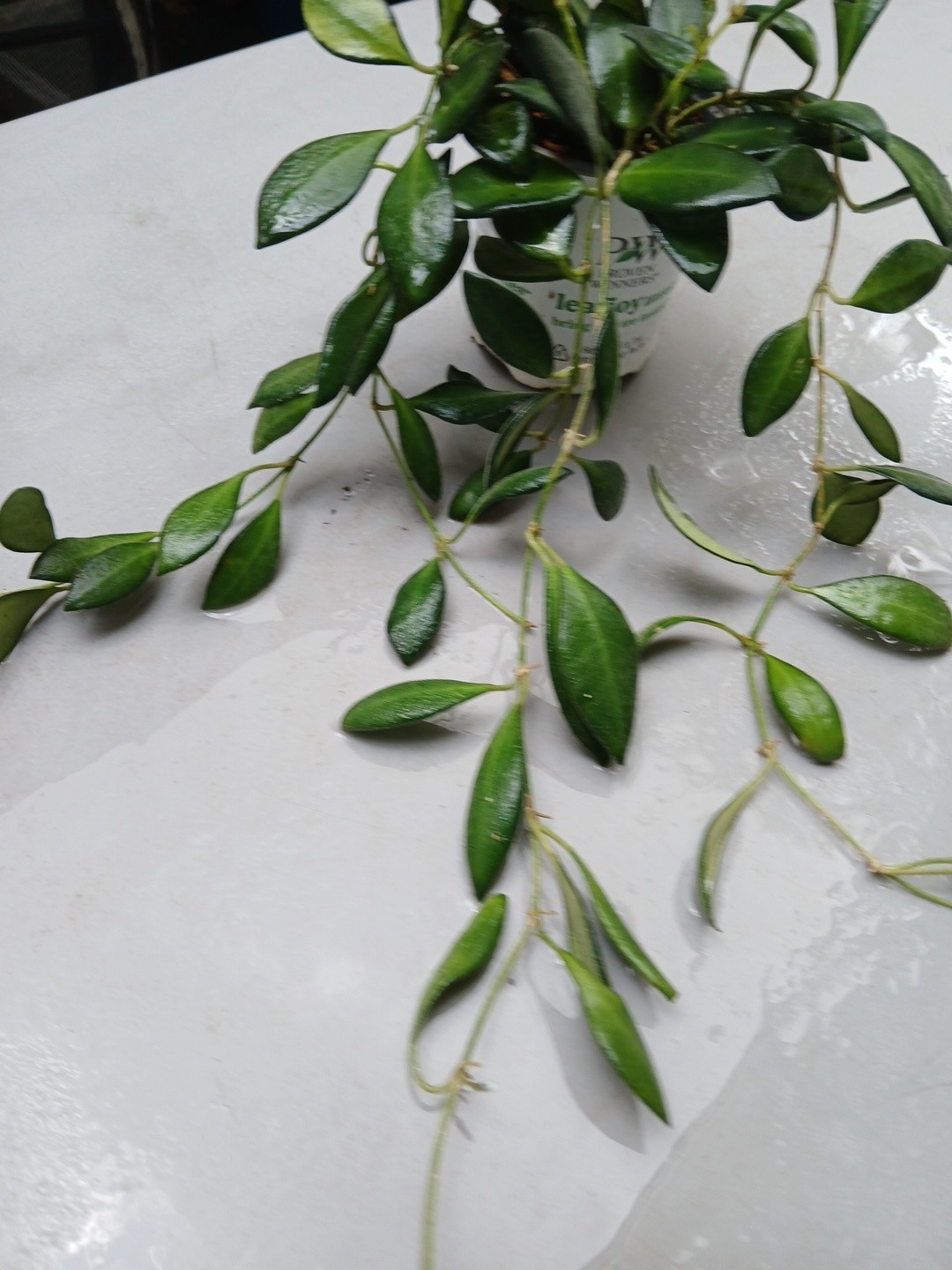 #124- HOYA BURTONIAE VARIEGATED LIVE PLANTS, FULL POT PLANTS,