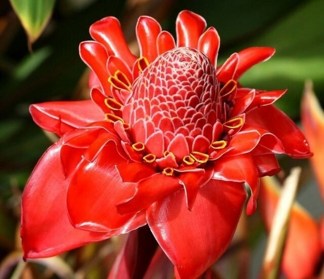 Etlingera elatior Pink | Torch Ginger | Combrang | Wax Flower | 10_Seeds