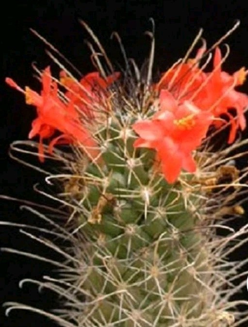 Mammillaria Poselgeri EXOTIC rare Cactus From BAJA MEXICO! Ships In A 4″ Pot!