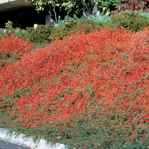 Rockspray Cotoneaster, Cotoneaster horizontalis, Seeds (Hardy Showy)