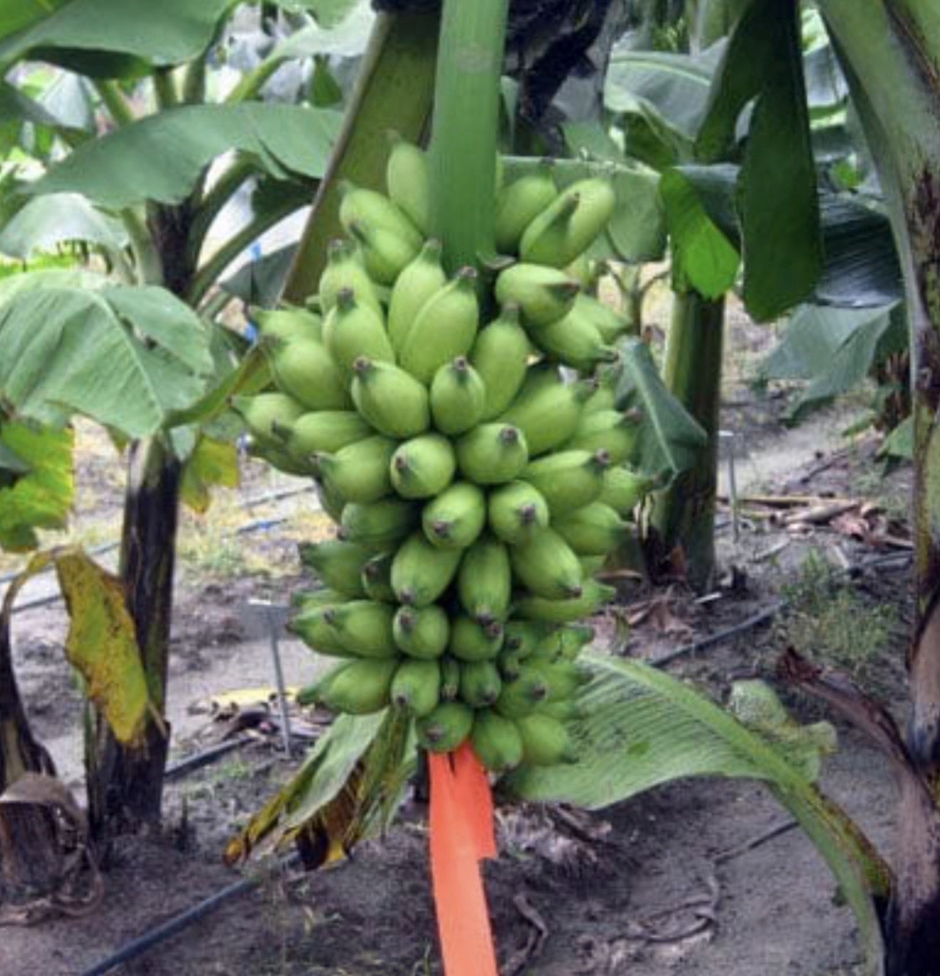 Veinte Cohol Musa Banana Plant–SMALL ROOTED STARTER PLANT