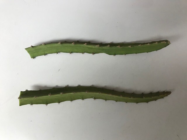 Yellow Sweet Dragon Fruit Var. “PALORA”, Pitaya Selenice 7″-10″ (2) pieces