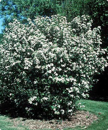 Black Chokeberry Shrub Seeds, Aronia melanocarpa