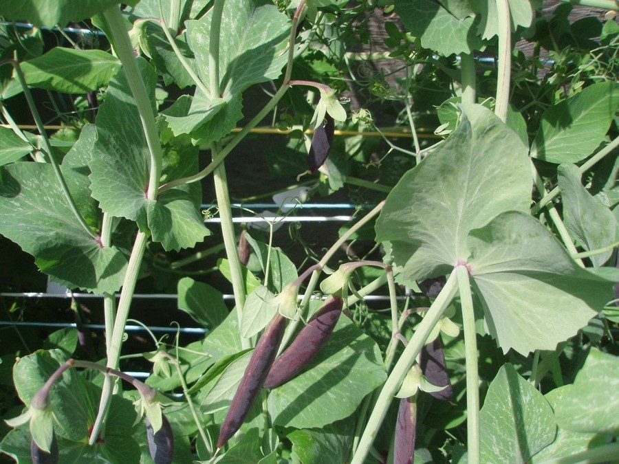 Sugar Magnolia purple snap pea seeds Non-GMO, 40 Seeds