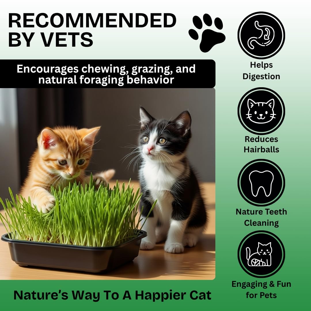 Cz Grain Cat Grass Seeds For Growing 4 Way Blend Rye Wheat Oats And Barley Made