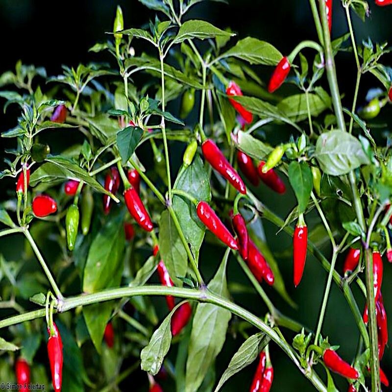 10 GUAM BOONIE PEPPER SEEDS “Doni Sali” (Capsicum chinense) RARE ULTRA HOT 2024