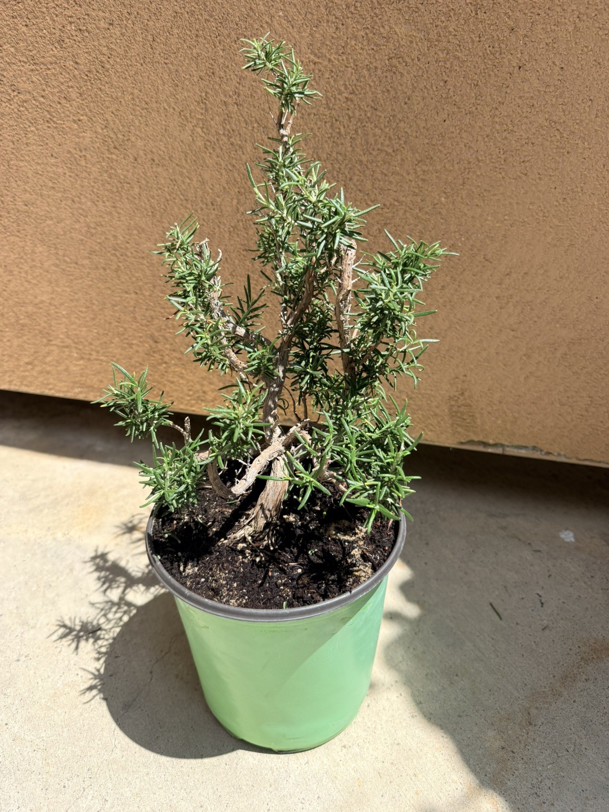 Rosemary Rosmarinus Pre Bonsai Dwarf Shohin Nice Movement Trunk Flowers Fragrant