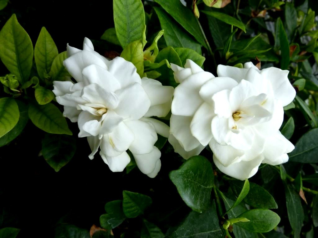 2 HEIRLOOM WHITE GARDENIA BUSH 1 ft. CAPE JASMINE SHRUB LIVE STARTER PLANTS