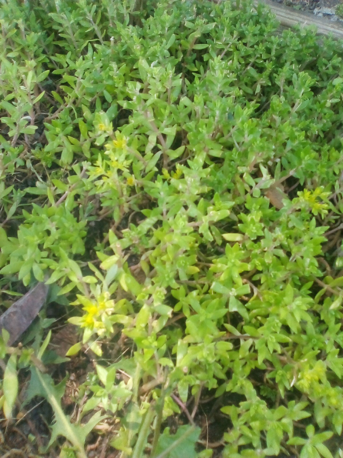 Cold Hardy SEDUM Vintage Gold Carpet 25×Stem Live Plant Stonecrop Ground Cover