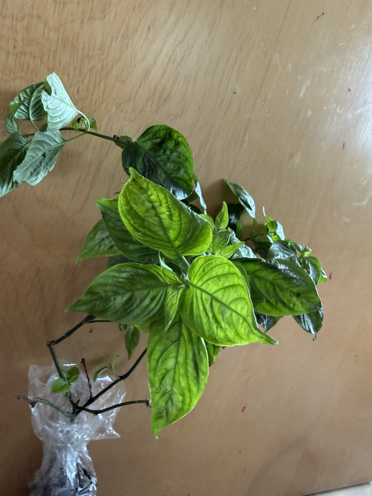 20in Cay La Cam – Vietnamese Magenta plant – Lá Cẩm