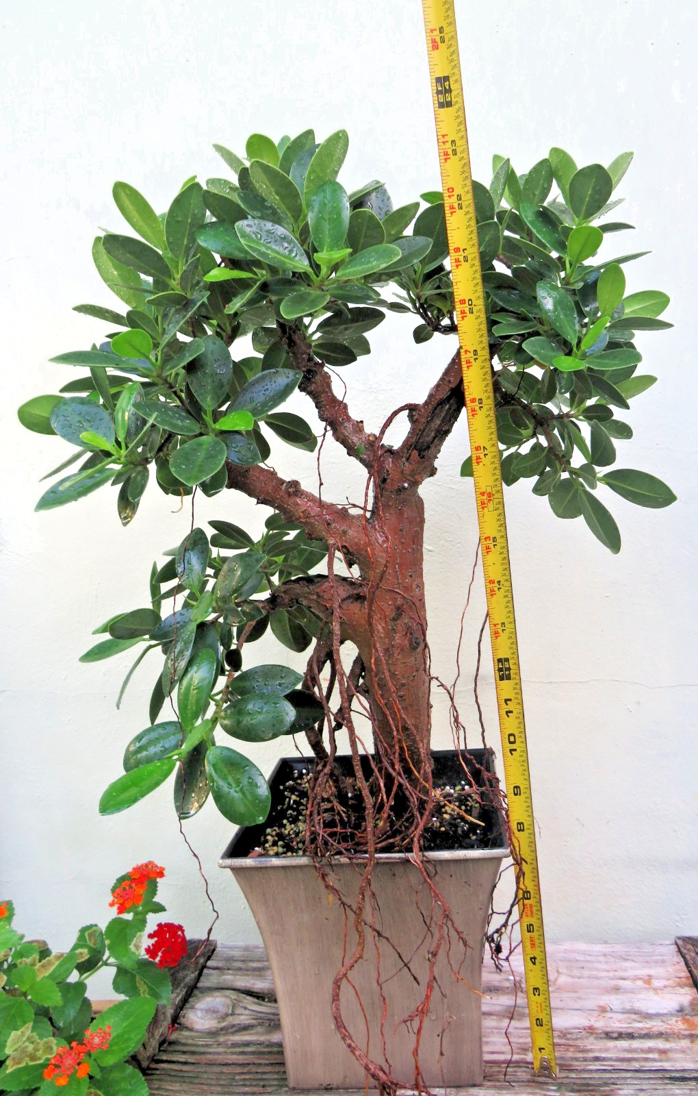Ficus microcarpa Live Green Island Fig Tree Indoor, areal roots, Tropical Bonsai