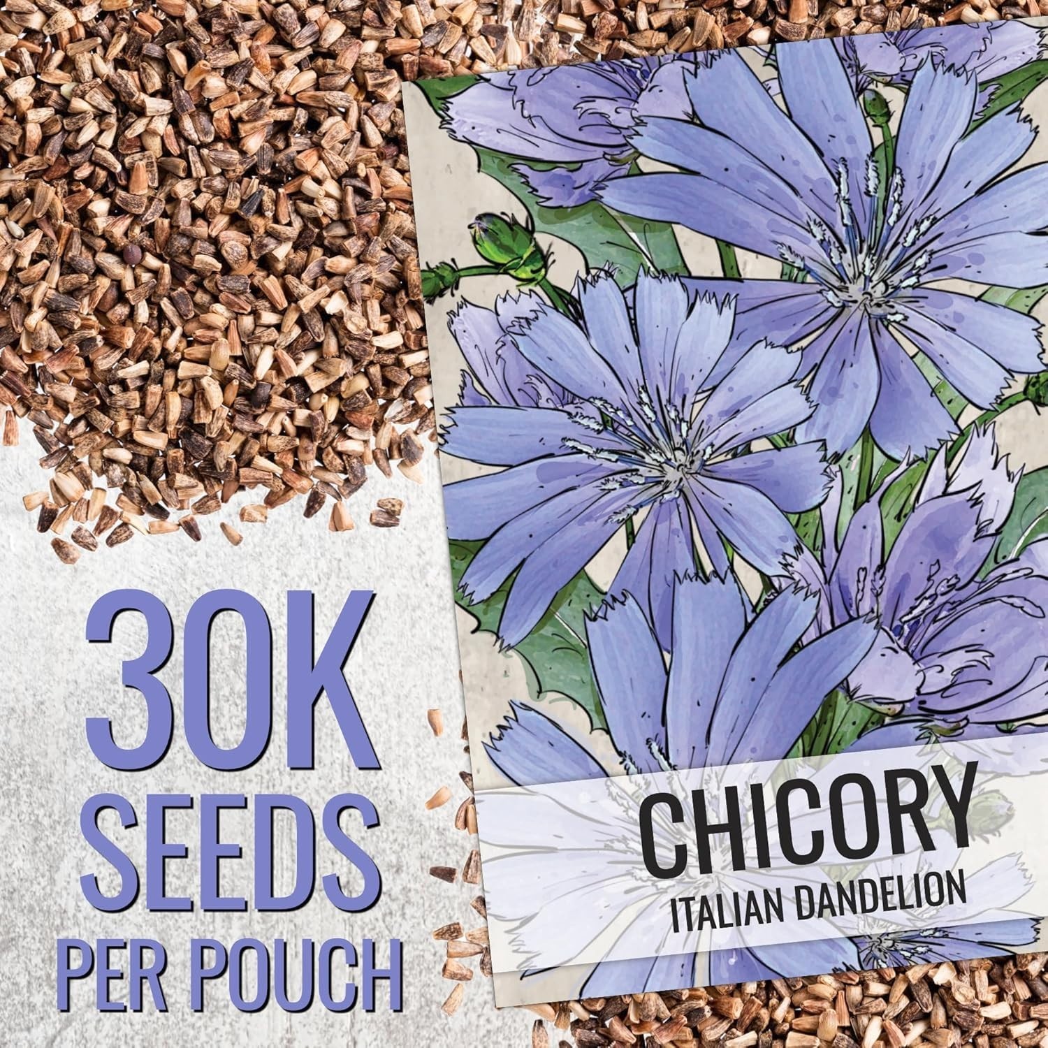 Seed Needs Chicory Seeds 30,000+ Italian Dandelion Non-GMO Heirloom & Untreated