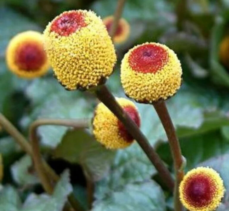 TOOTHACHE PLANT SEEDS 500+ PARACRESS annual HERB garden ELECTRIC DAISY FREE SHP