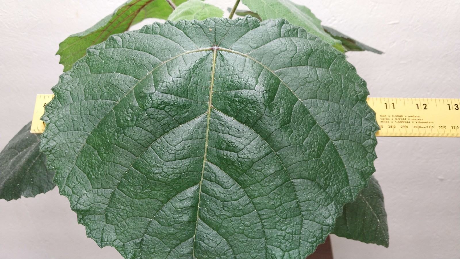 Gympie Gympie Live Plant! Most Painful Plant In The World! Mature Plant!