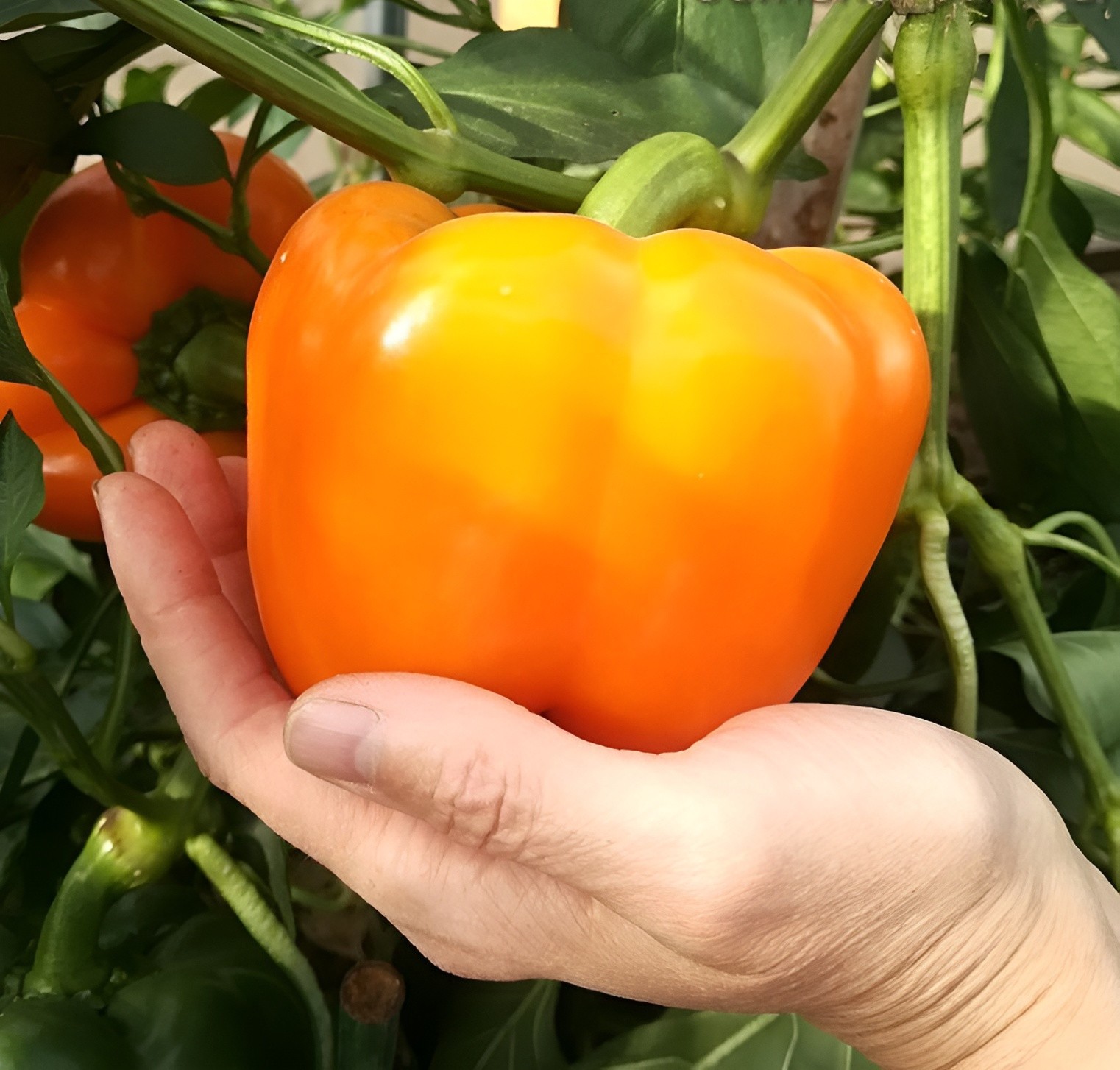 55 Heirloom Orange King Pepper Seeds – Giant Sweet Heirloom Orange Bell Pepper