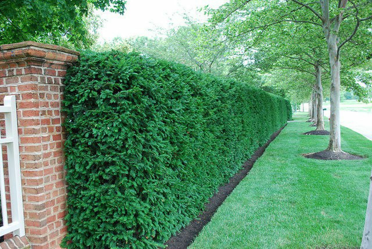 YEW DARK GREEN SPREADER CUTTINGS NOT ROOTED SET OF 12+