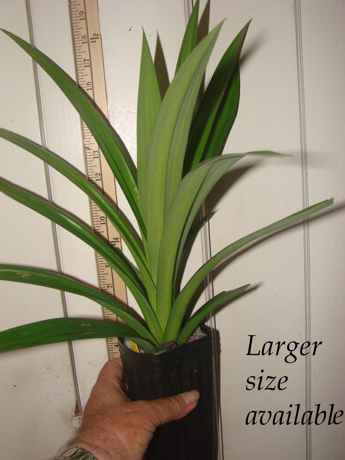 ~FRAGRANT PANDAN~ Pandanus Amaryllifolius UNIQUE SPICE rooted live Plant USA