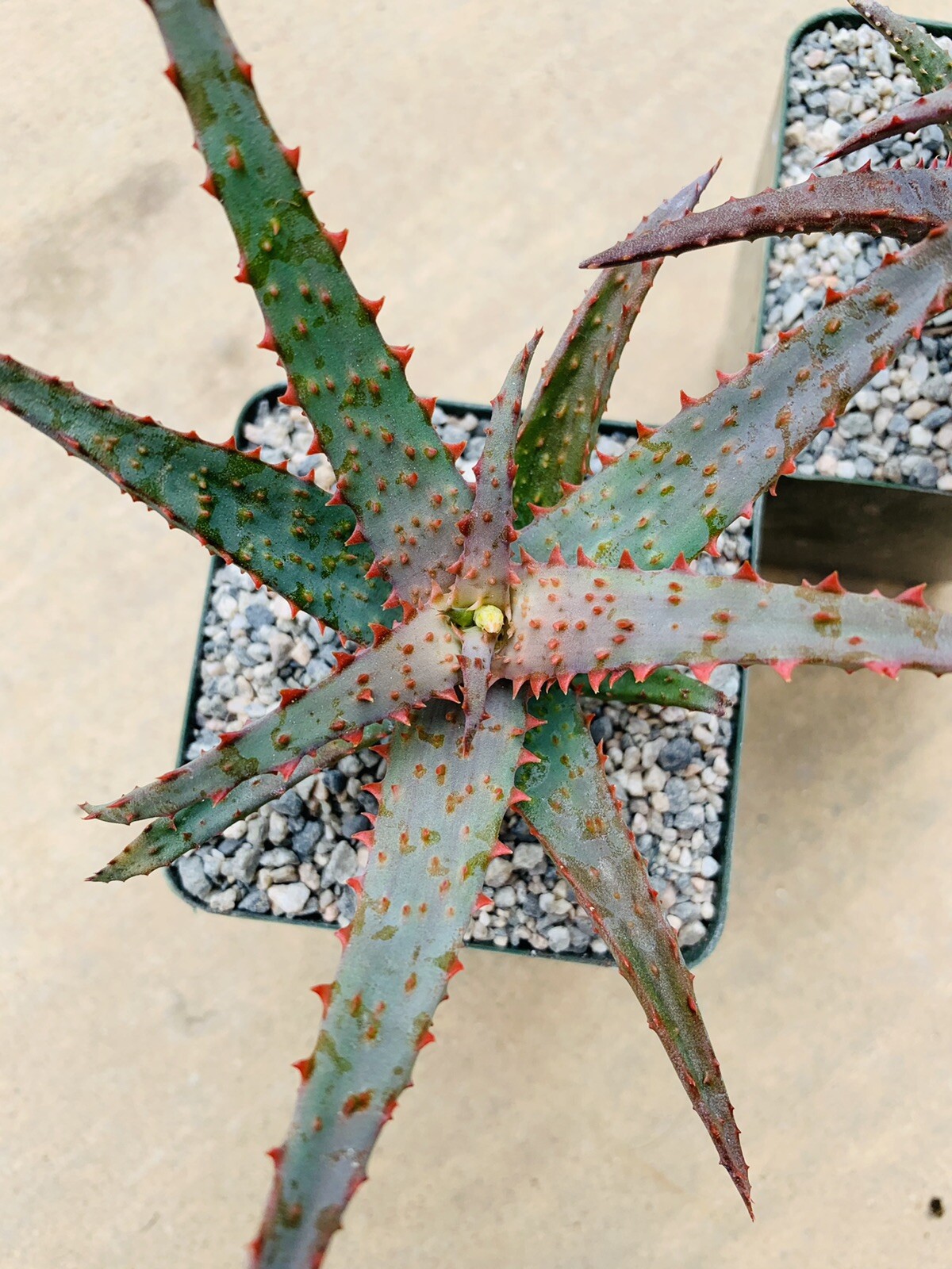Aloe hybrid ‘Purple Wave’ (Aloe Castilloniae X ‘Purple Haze’) Rare Aloes, Plants