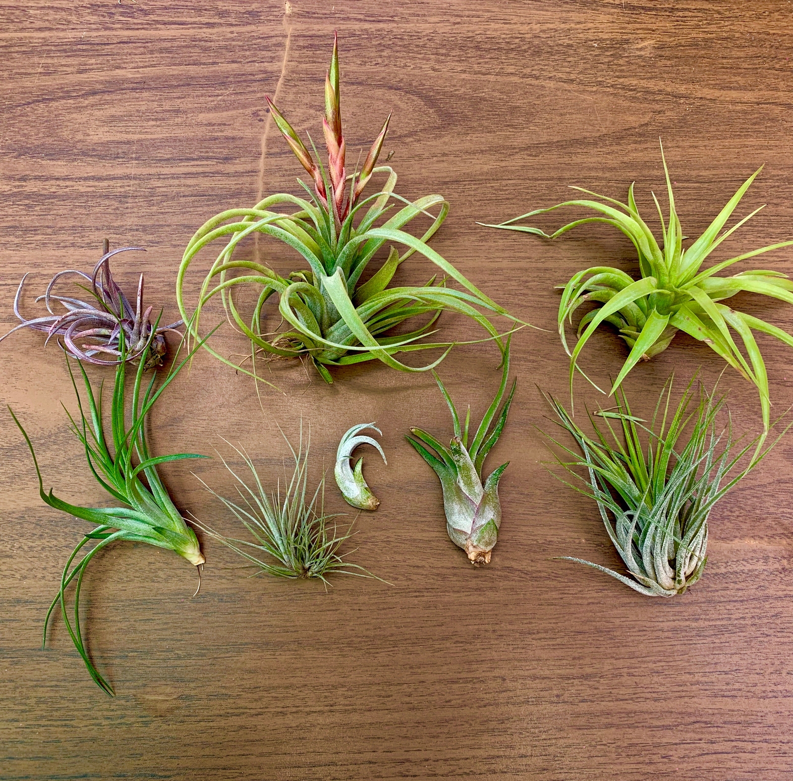 B Quality Air Plant Clearance Mix (Minor Aesthetic Issues) 10 + Plant Pack