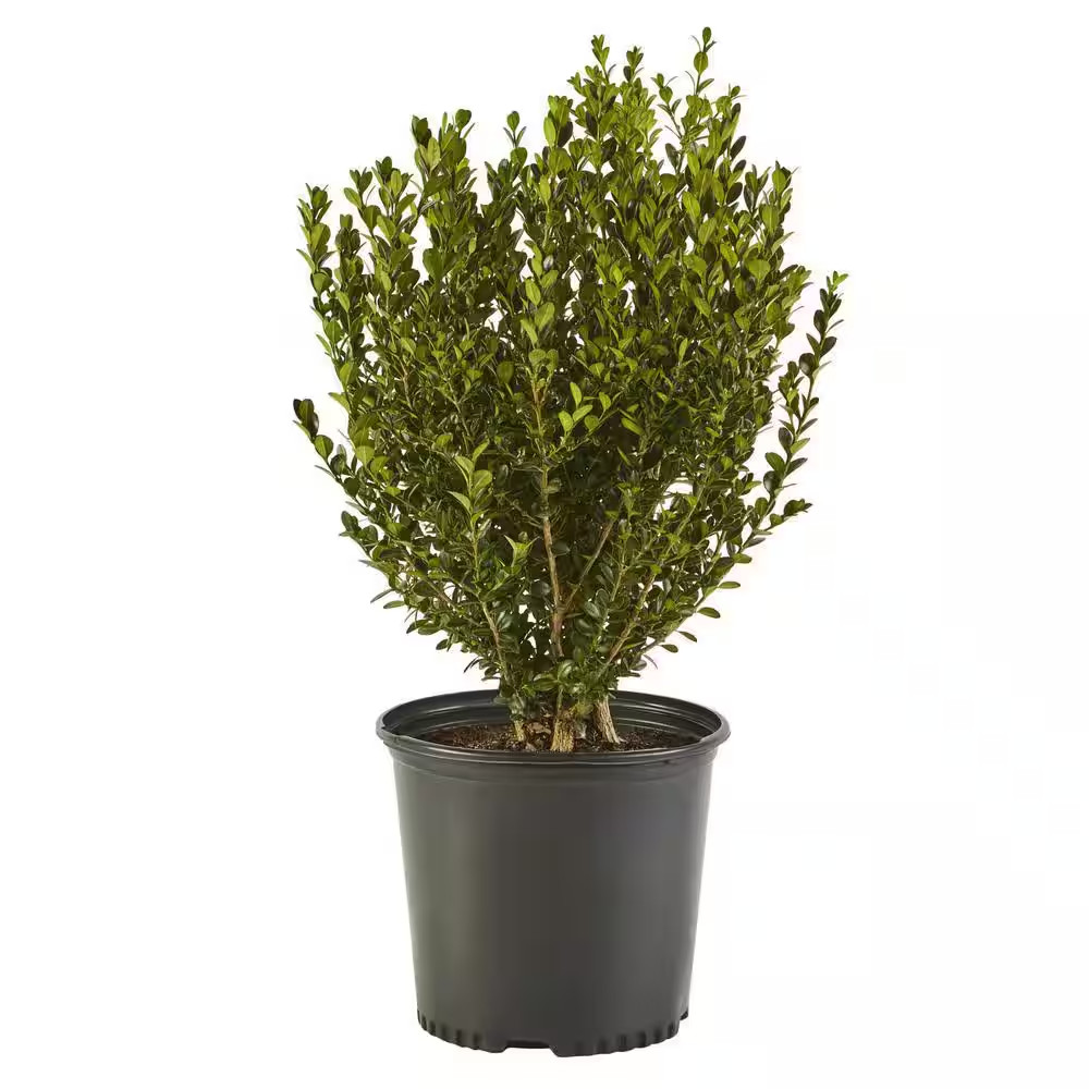 2.25 Gal. Wintergreen Boxwood Shrub Plant