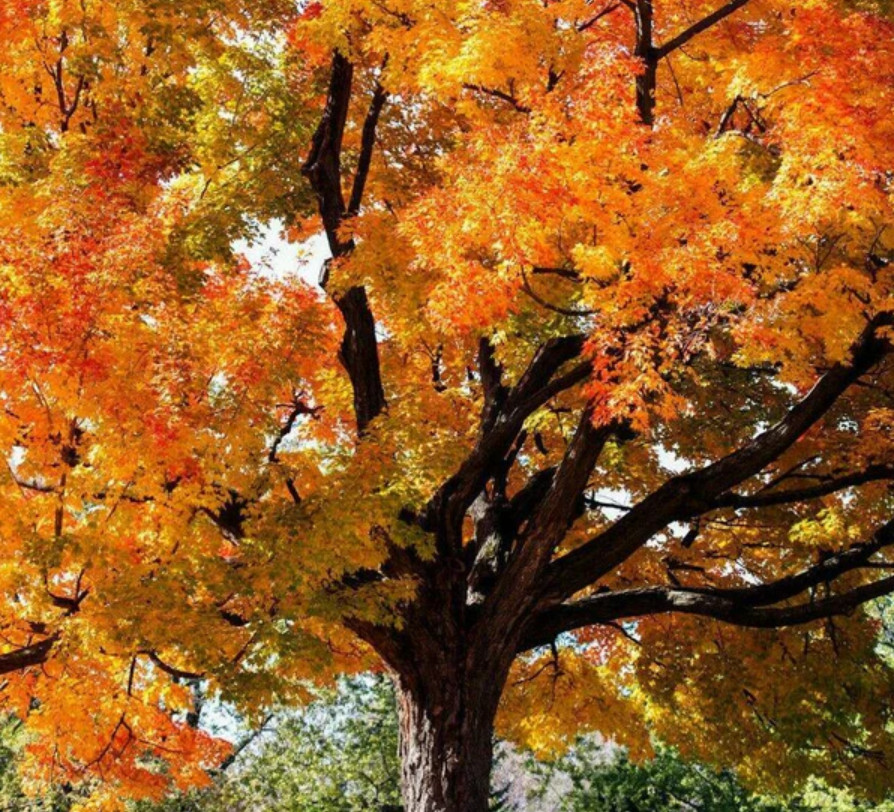 Sugar Maple Tree, Live Plant, Qt Pot, 10–18″ Tall, No Ship AK, HI, PR
