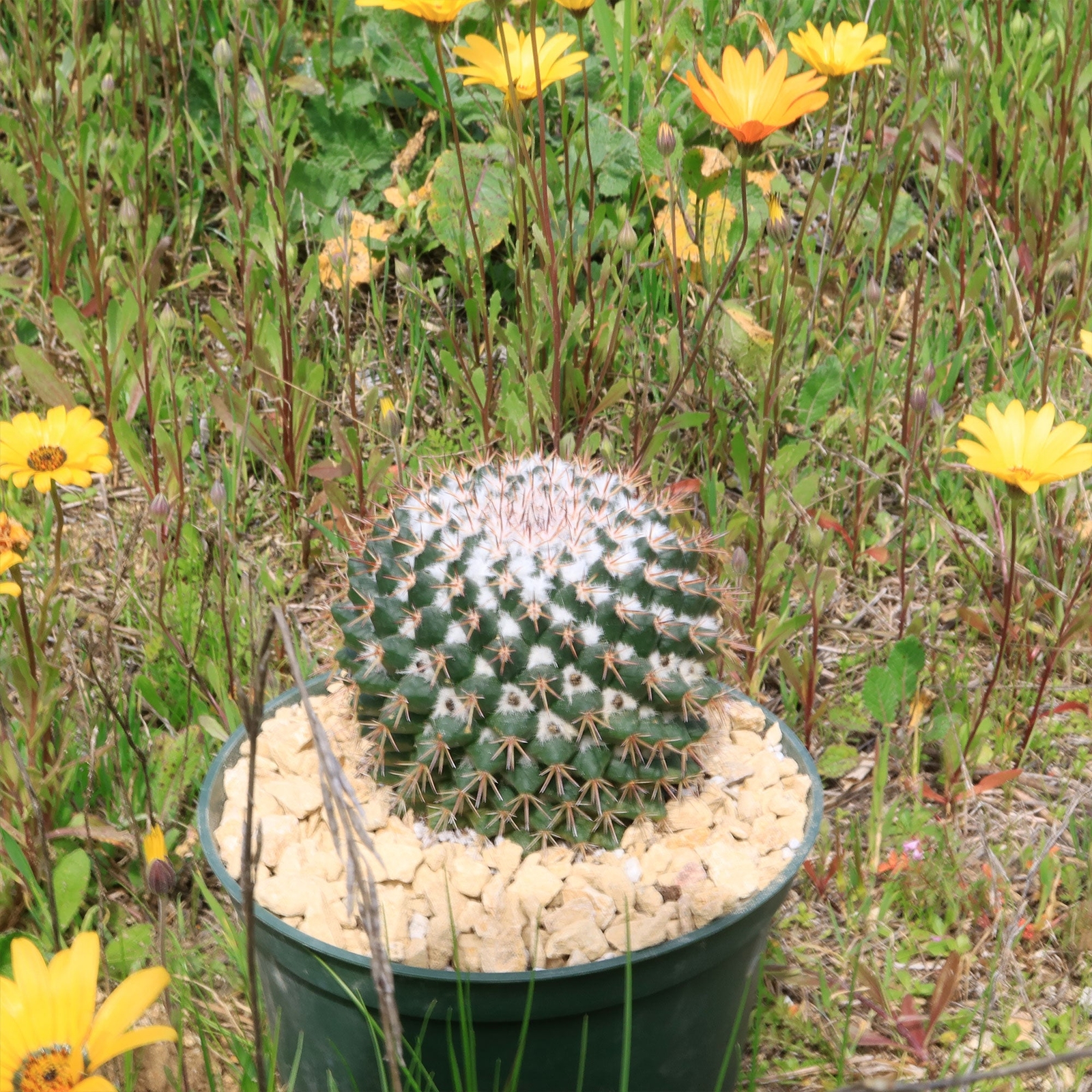 Mammillaria scrippsiana cactus Cacti Succulent real live plant
