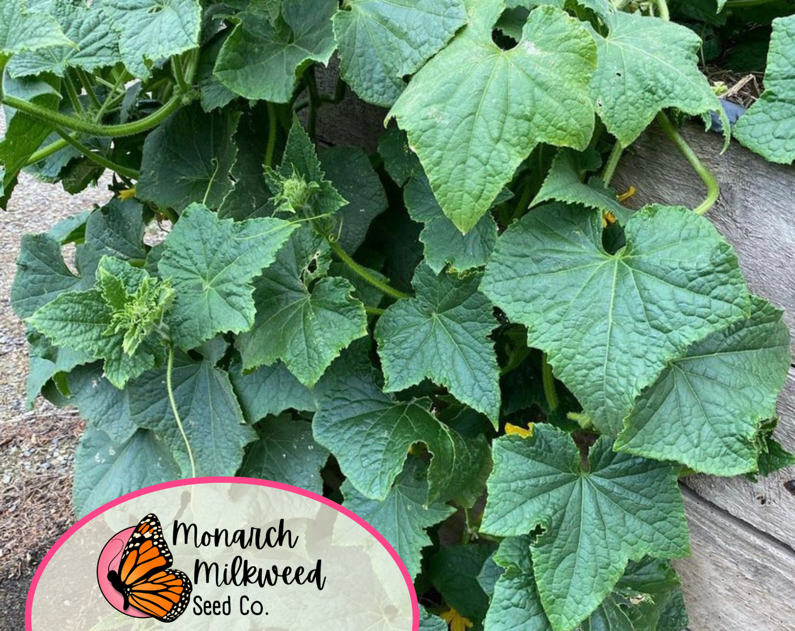 315+ Cucumber Seeds ‘Marketmore’ | Heirloom, Non-GMO, Vegetable Gardening