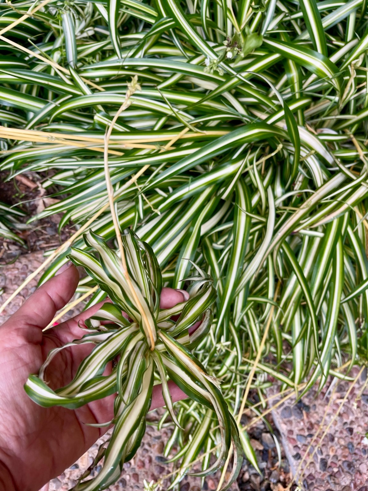 6+ Spider Plant Pups — Beginner Friendly Fast Growing Houseplant — FREE SHIPPING