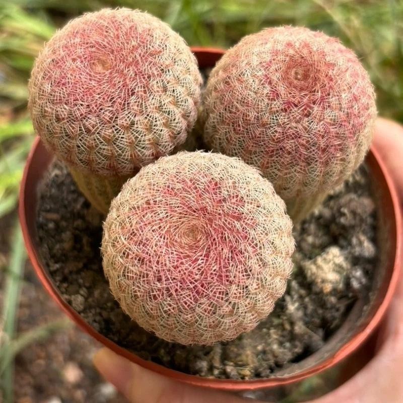Echinocereus rigidissmus rubispinus Rainbow Hedgehog Cactus Succulent Plants