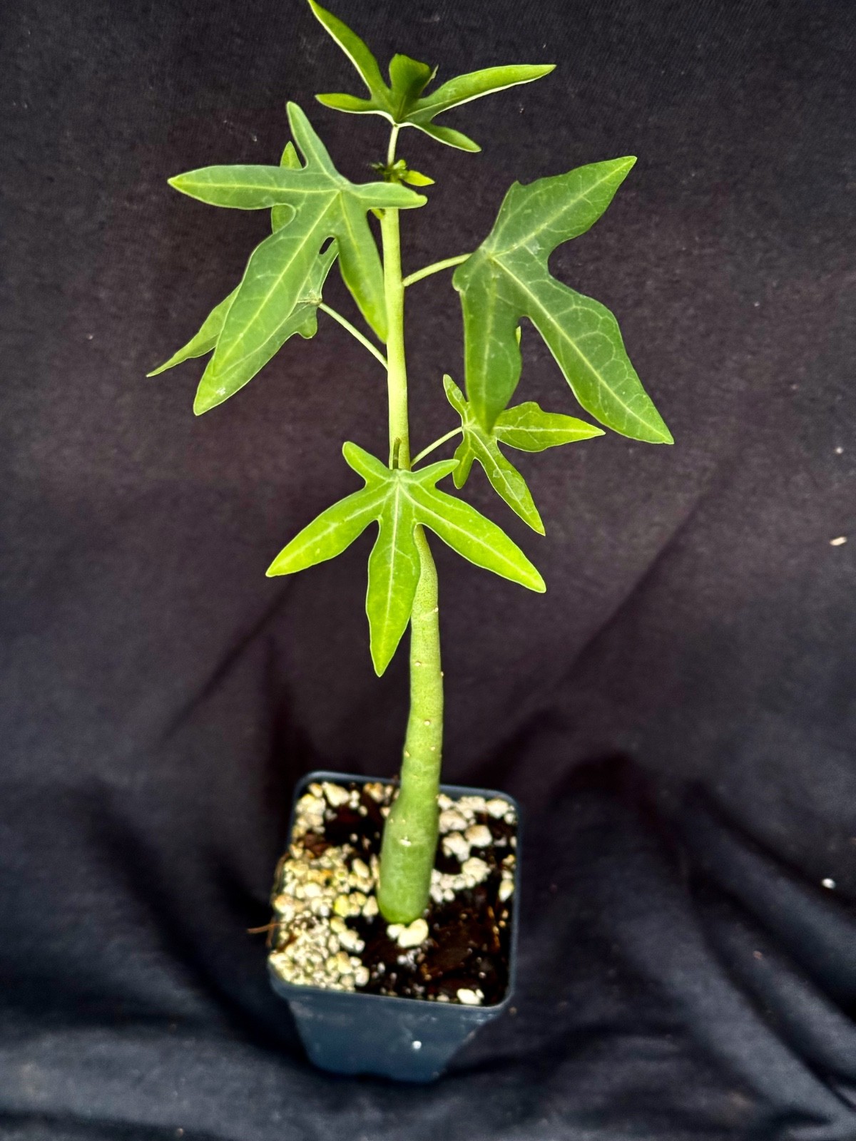 Adenia venenata, caudiciform