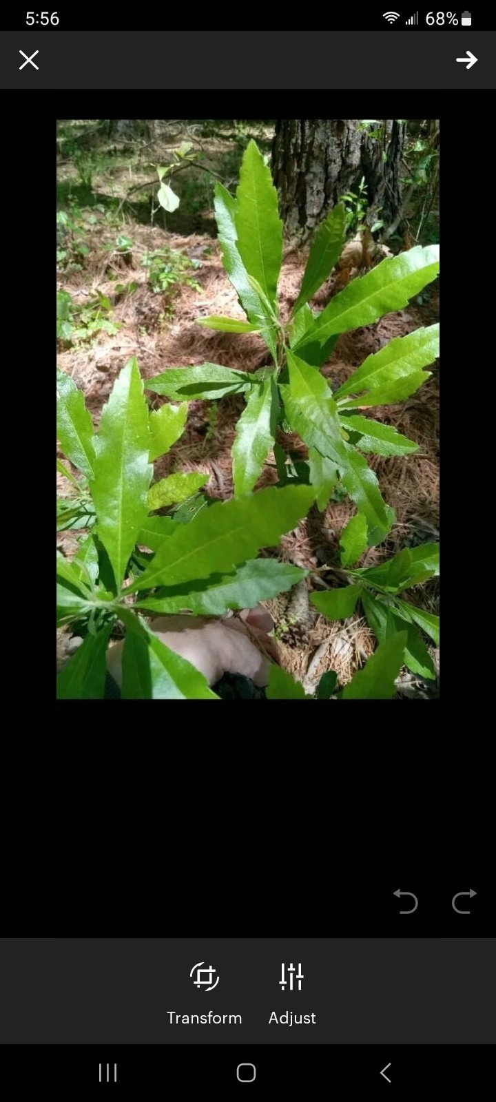 Three 3 WAX Myrtle Trees 12 Inches Or Taller Trees