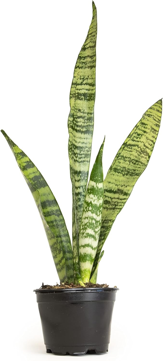 Sansevieria Zeylanica, Live Snake Plant Live Indoor Plants Live Houseplants, Liv