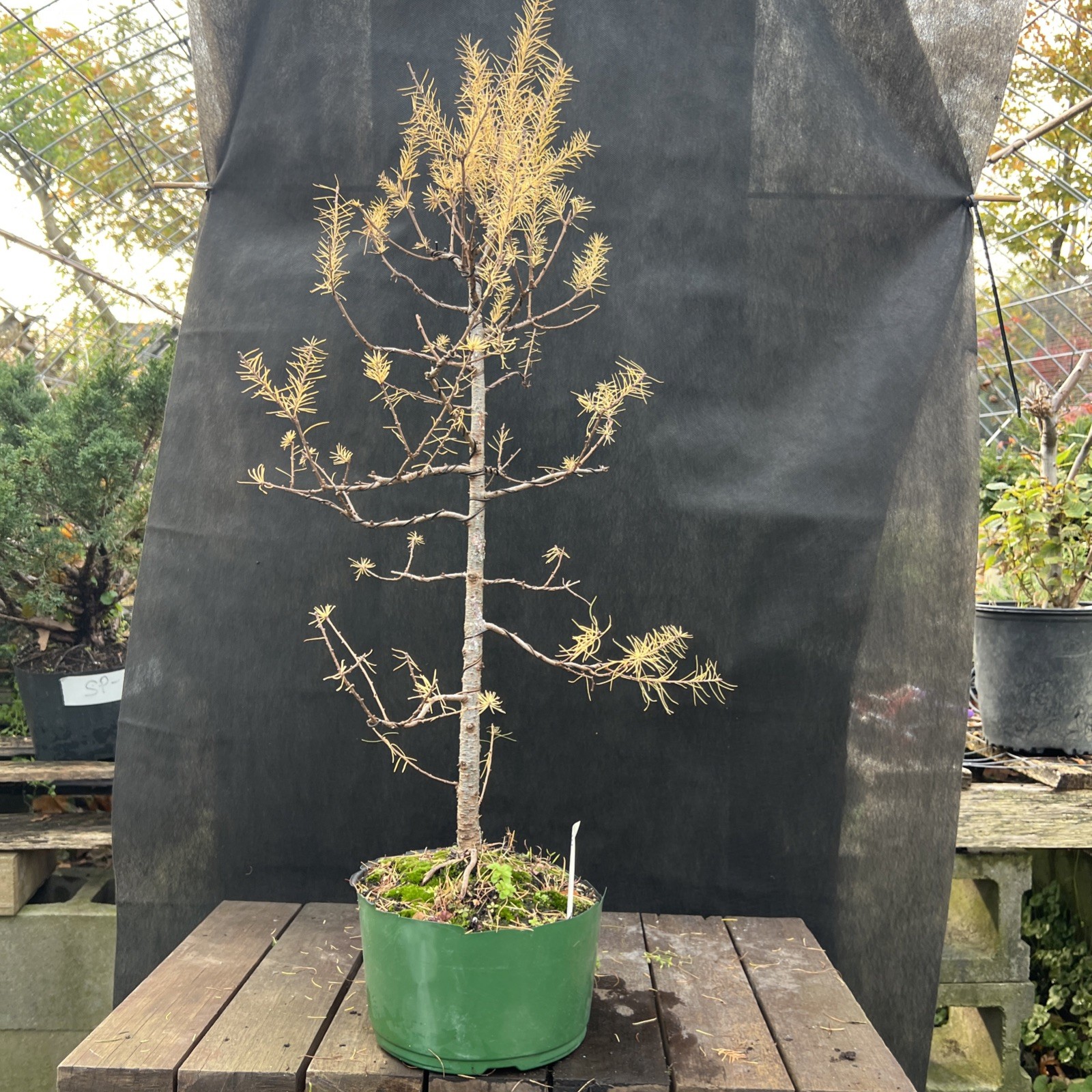 American Larch ￼ Collected Pre-Bonsai Material ￼ 30 ” tall from top 36″ Total