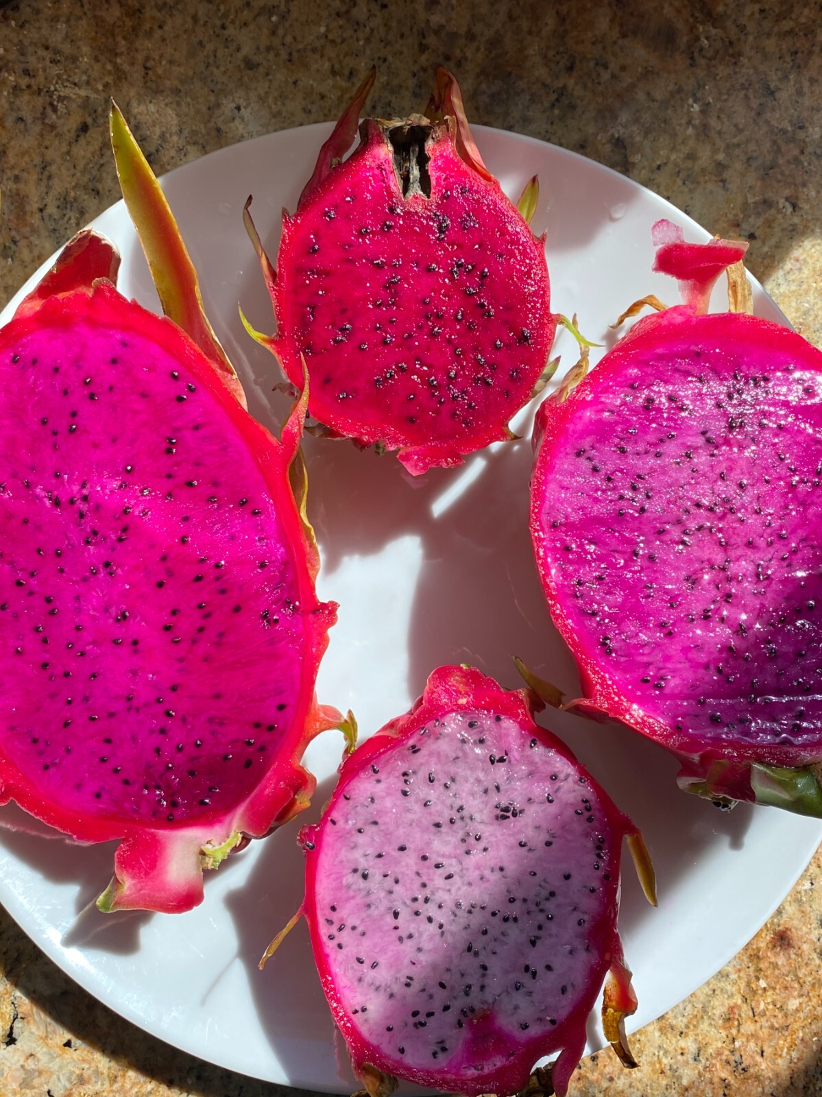 Self Fertile Dragon Fruit plant well rooted – American Beauty