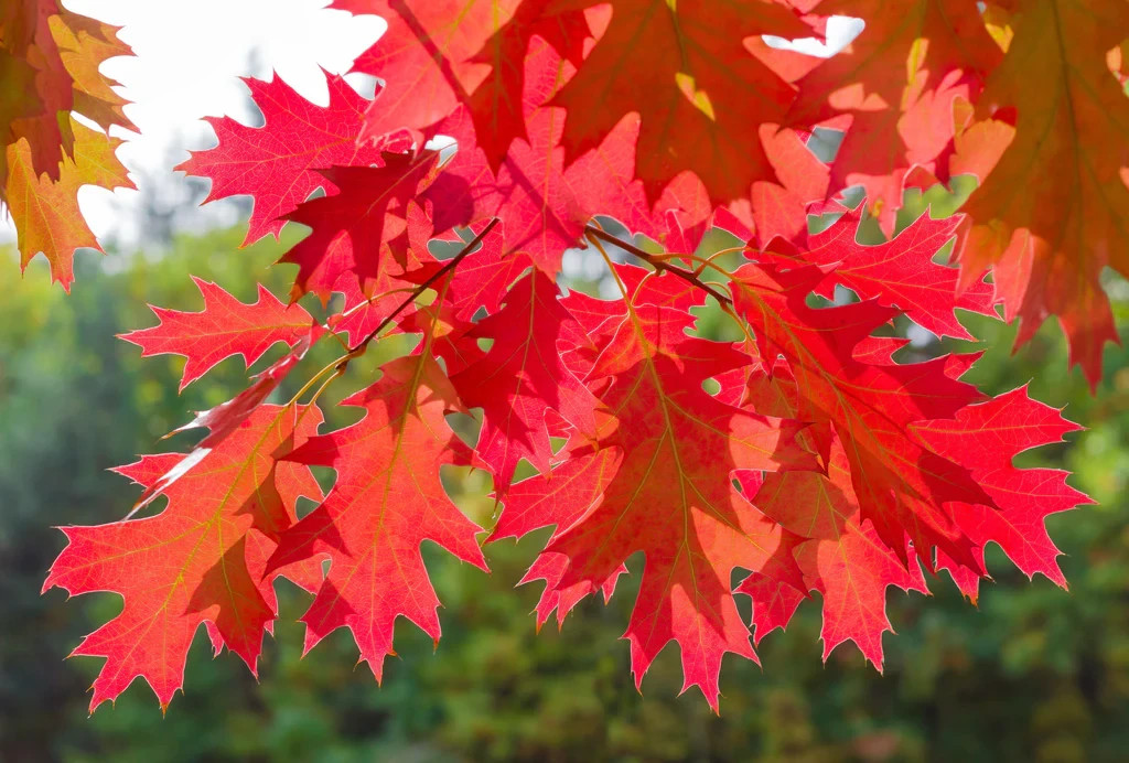 1 Northern Red Oak Tree 12-24″ Quercus rubra Bare Root