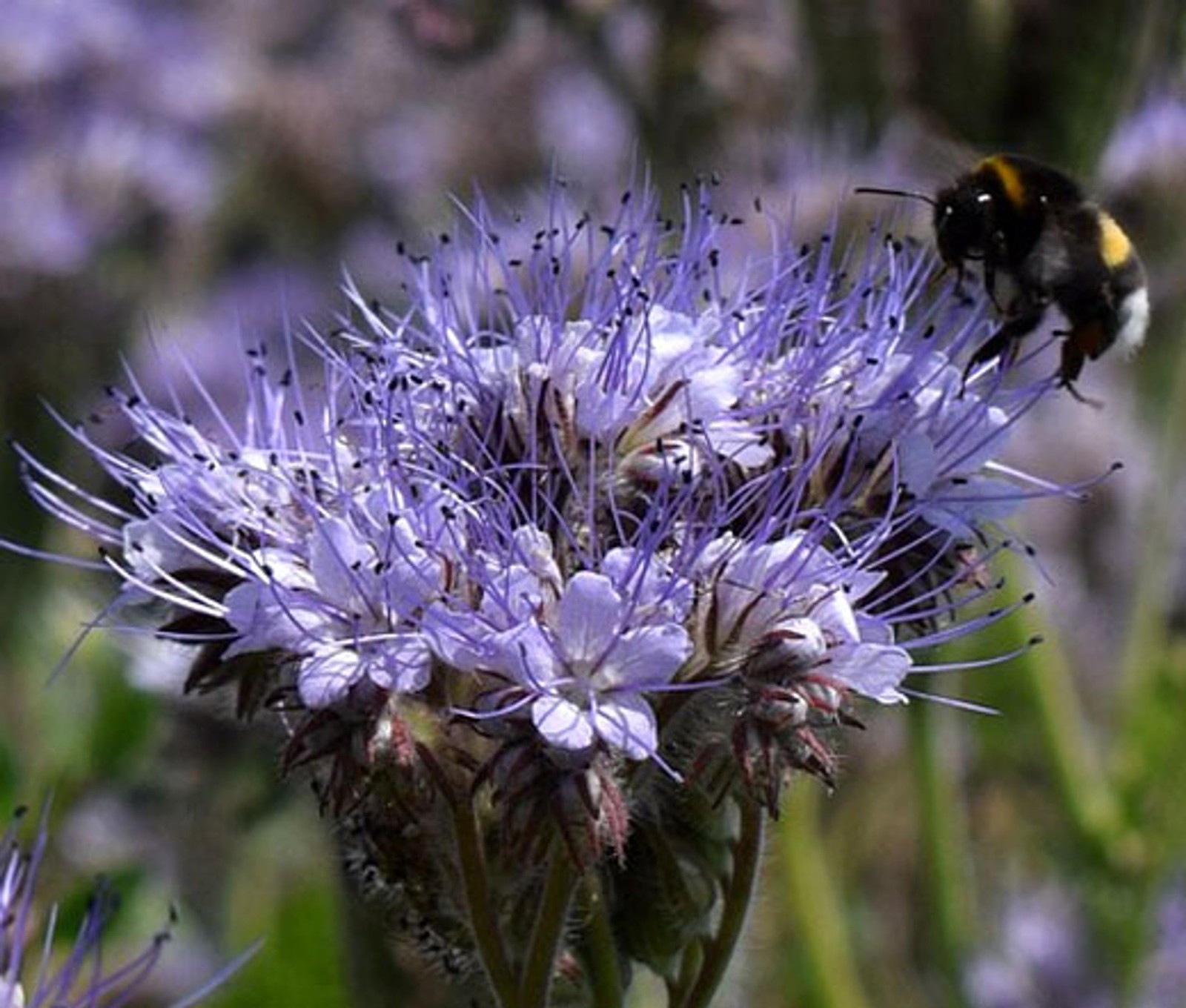 Purple Tansy Seeds, 100 Count, Lacy Phacelia Flower, Phacelia Tanacetifolia