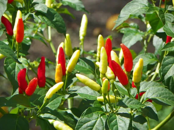Thai Super Chile Pepper 40K Scoville Hot 🔥 Organic 🔥 Free Shipping 🔥 25 Seeds