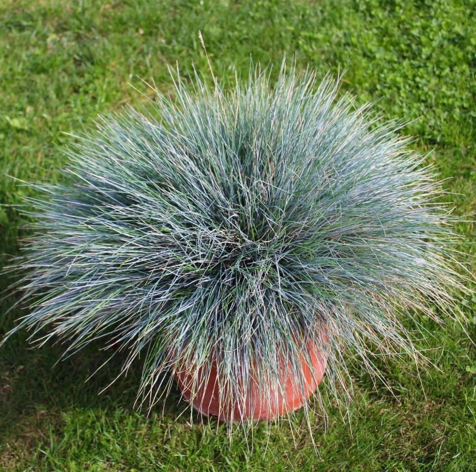 Set 2 Blue Fescue Grass Plants Live in a 4″ Pot- Groundcover Fescue Grass Plant