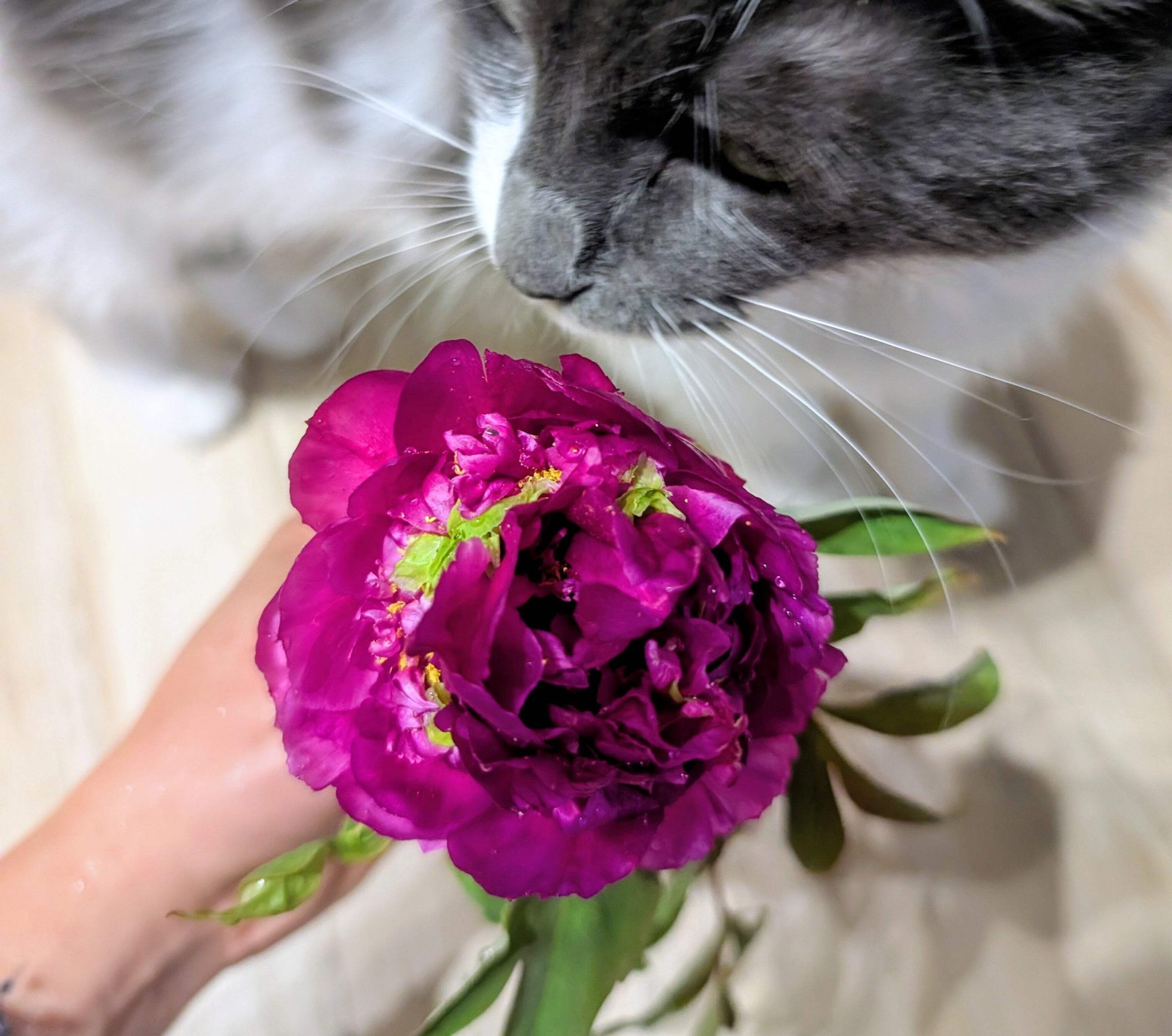 “Champion Crown” large flower tree peony