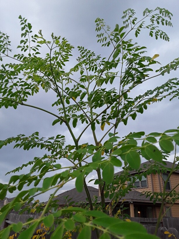 20 Organic Moringa oleifera Seeds NON GMO. For planting.
