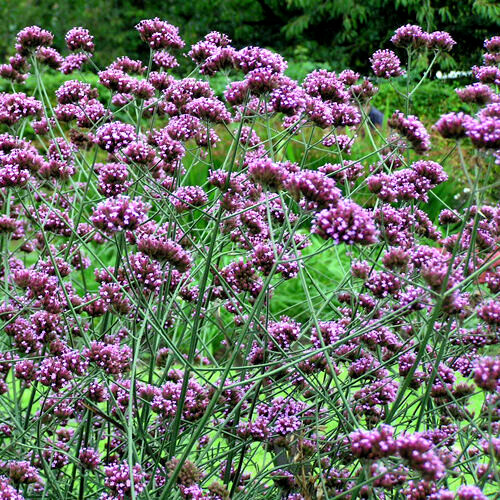 verbena bonariensis 240 seeds purple top verbena, EZ to grow, USA seller