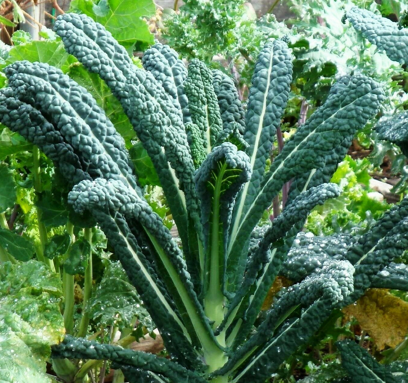 Dinosaur Kale Seeds | Lacinato Italian Tuscan Kale Garden Vegetable Seed 2024