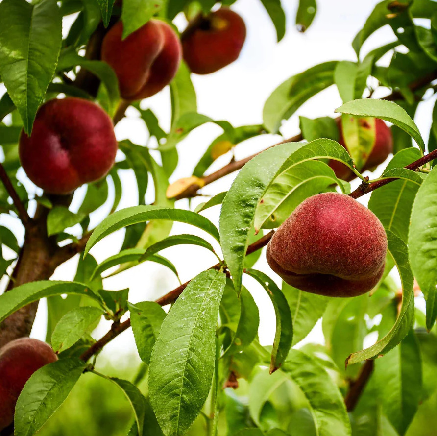 Live Donut Peach Tree – 3 Gal Pot – Approx. 2-3 Feet Tall – Fruit-Bearing Tree