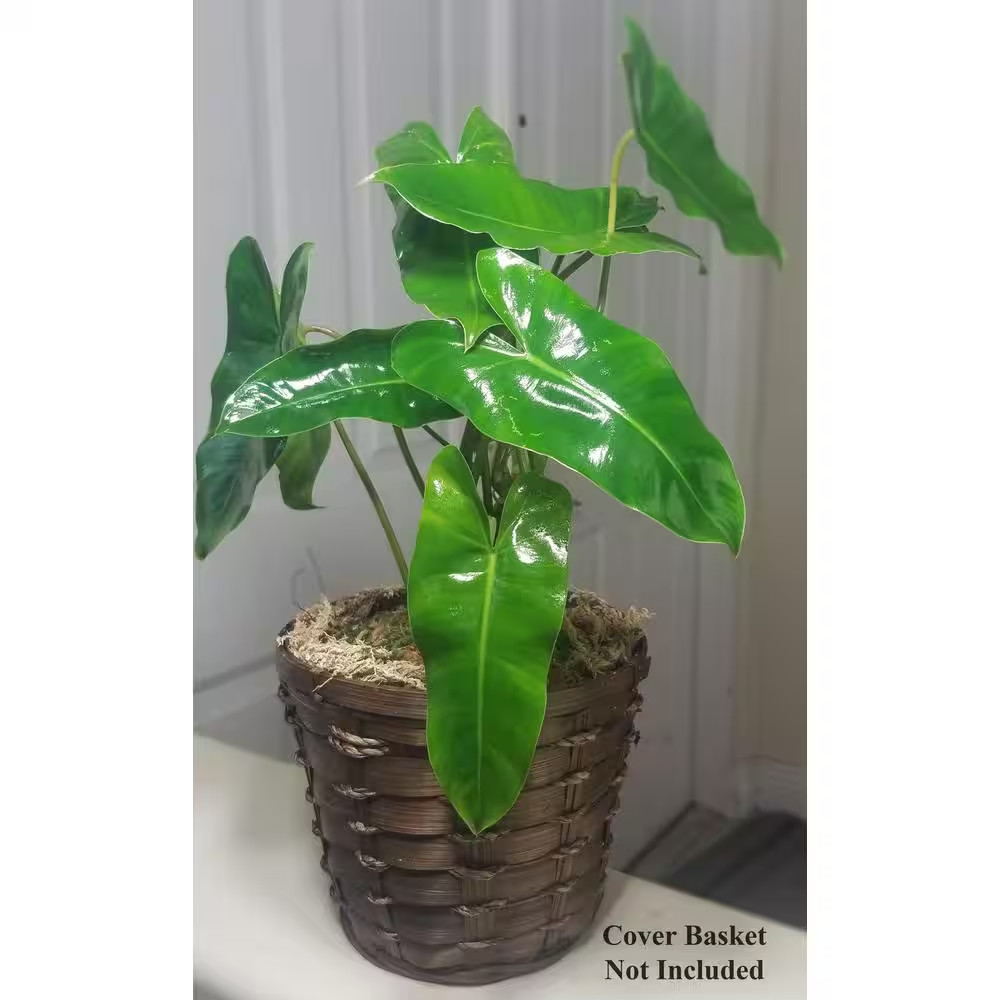 Philodendron Burle Marx Plant in 6 In. Grower Pot